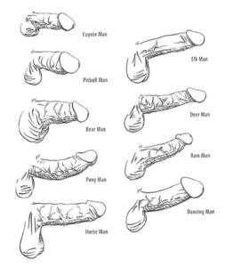 9 male anatomy types